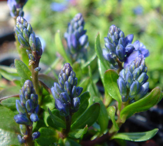 Polygala calcarea 'Bulleys Form' en fleurs dans un jardin ensoleillé avec sol calcaire